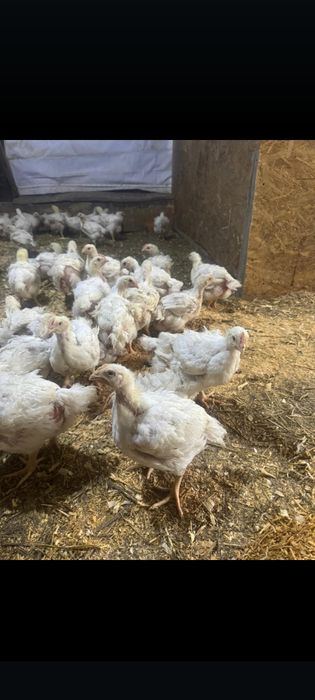 Броллы Кобб 500 месячные