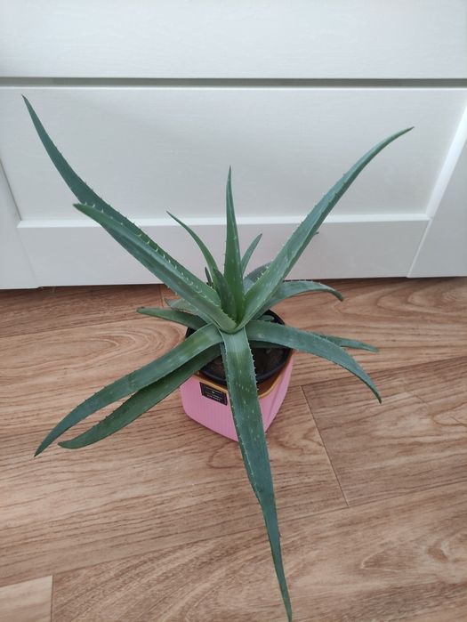 Алоэ лечебное  2500      .