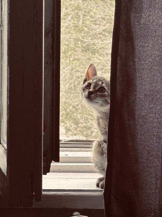 котенок-мальчик, бесплатно