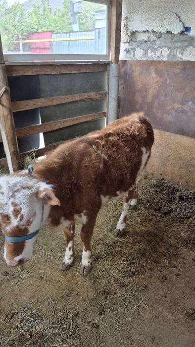 Баспақ сатылады калада тур