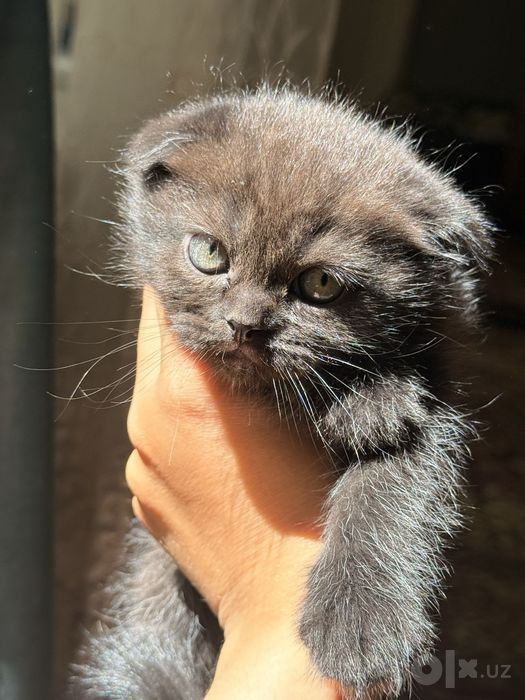 Mushuklar Scottish fold va Scottish strayt
