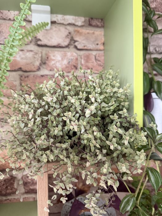 Срез коллизии разные сорта