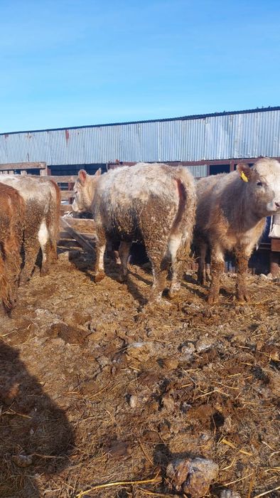 Продам телок Аулиеколь