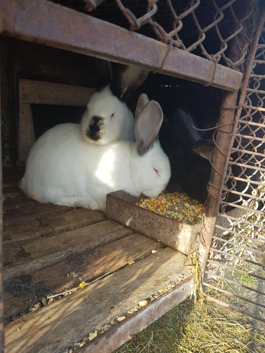 Iepuri masculi si pui de iepuri