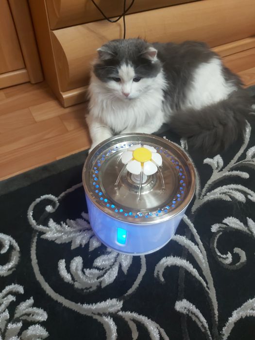 Ищу котику семью