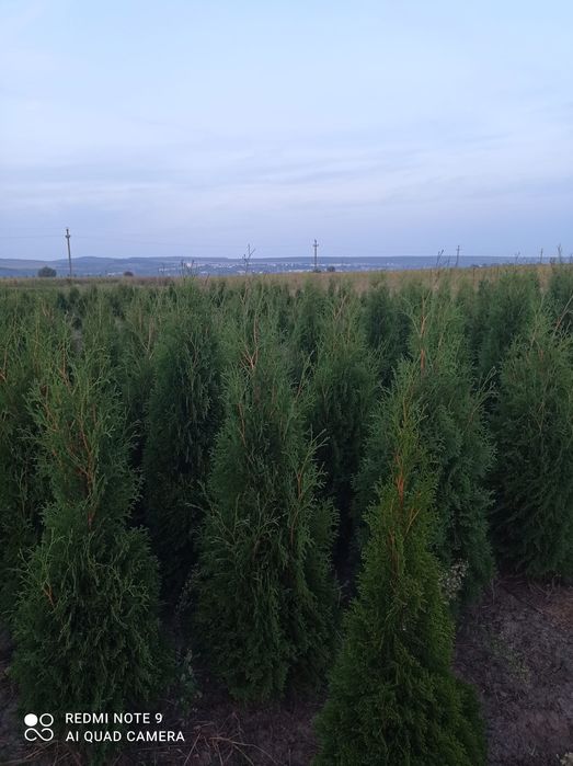 Tuia direct de la producator