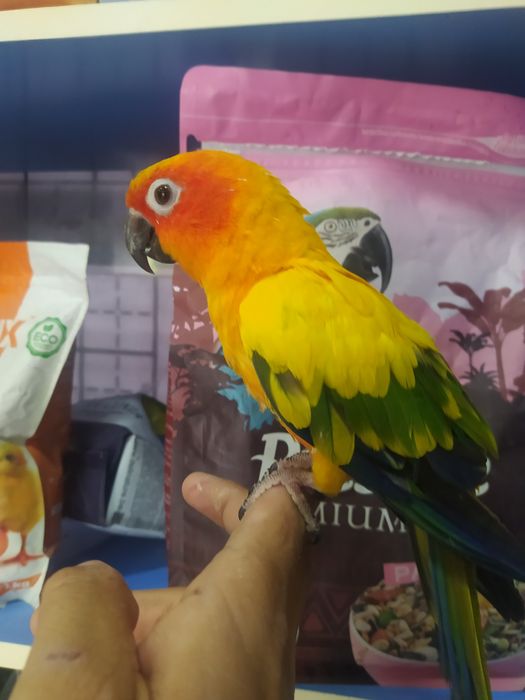 Kakadu .Ara.Jaku.Blagarodini.Aratinka Aleksandir