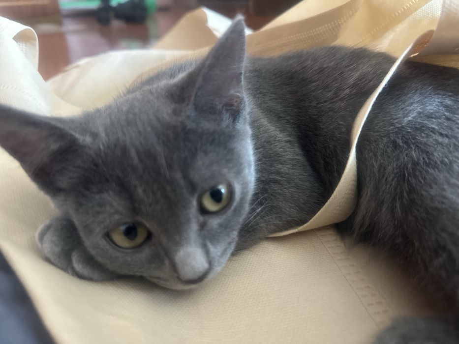 Срочно отдам котят