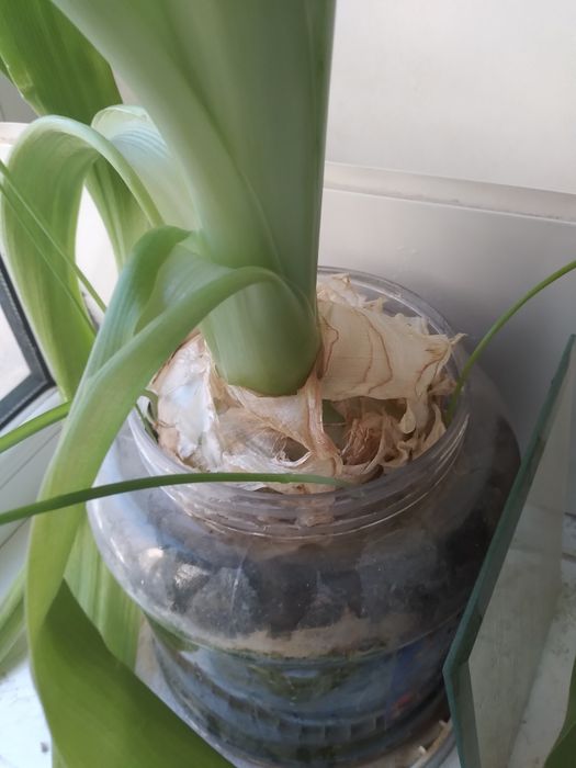 Цветок Индийский лук для суставов