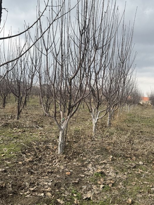 Саженцы,алмалар,яблока