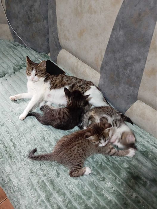 Отдам котят в добрые руки