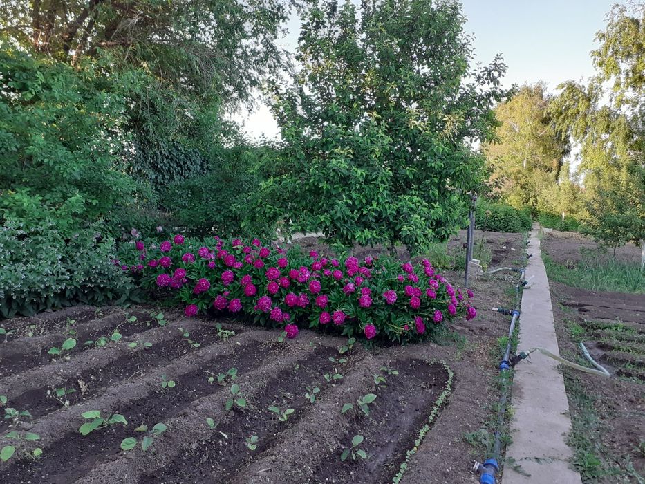 Продам дачу. 8 соток