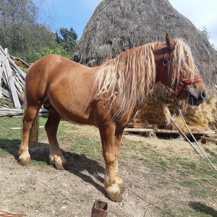 Armasar 4 ani și mânza 3 ani de vanzare sau schimb cu mașină