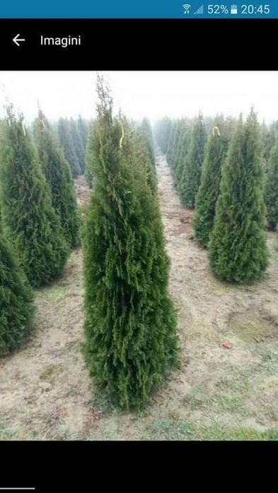 Tuia leylandi de la 1.5 m până la 3 m