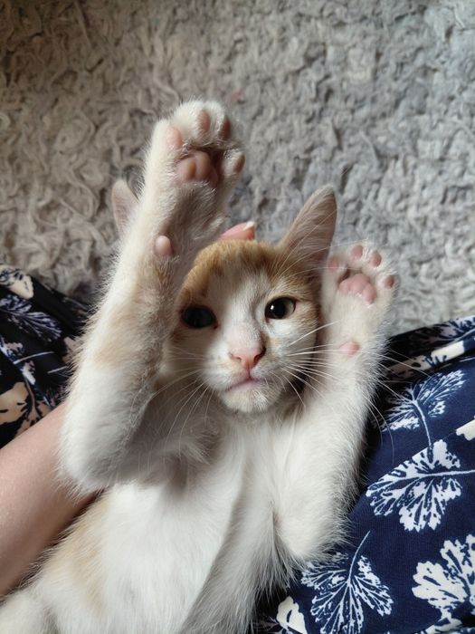 Котёнок в добрые руки
