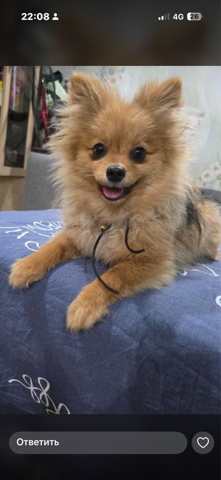 Продам шпица девочку