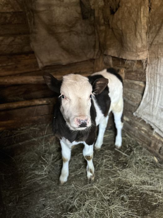 Vitea baltata romaneasca