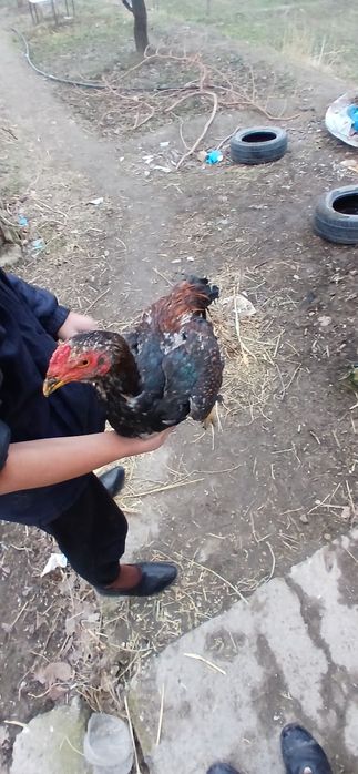 9 oylik jo'ja sotiladi