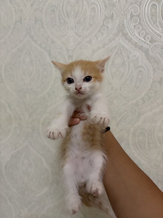 Котята возраст 1 месяц