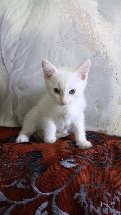 Отдам котят в хорошие руки