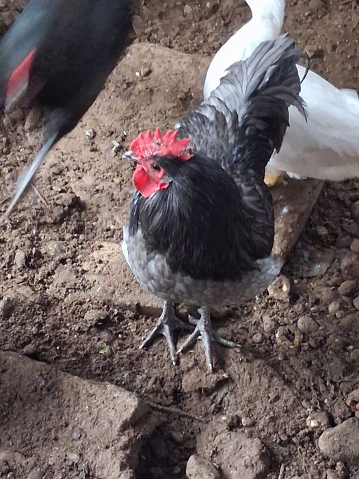 schimb cocoși cu puicuțe