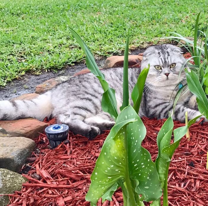 Вислоухие котята