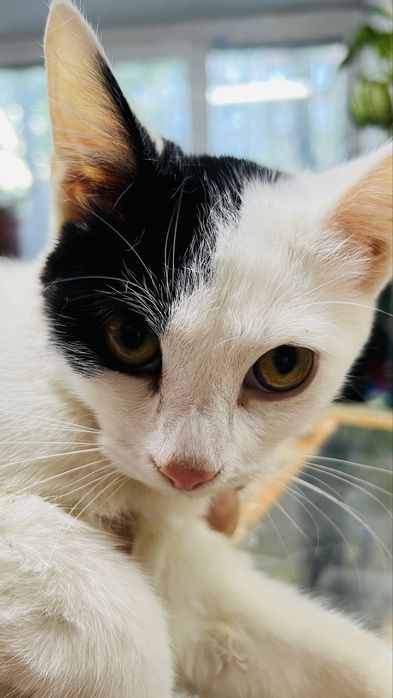 Молодой котик ищет дом