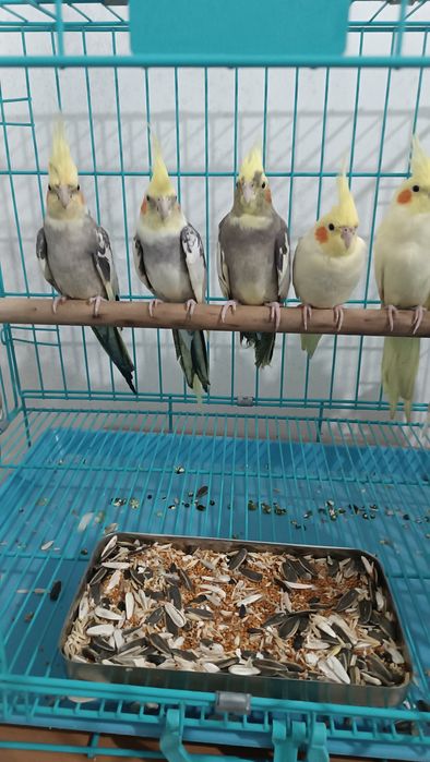 Попугаи Волнистые, Кореллы