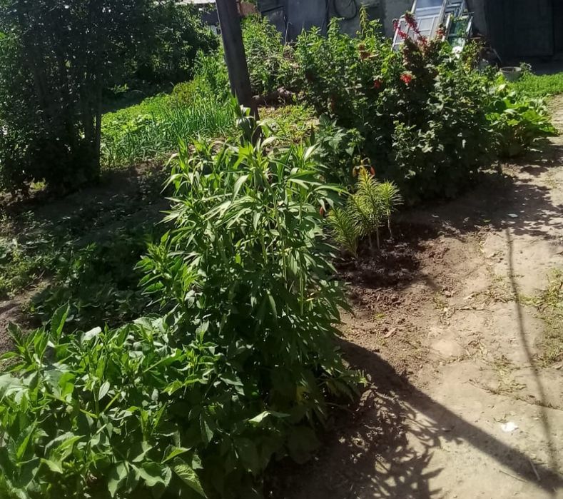 Продам дачу. Район Аэропорта