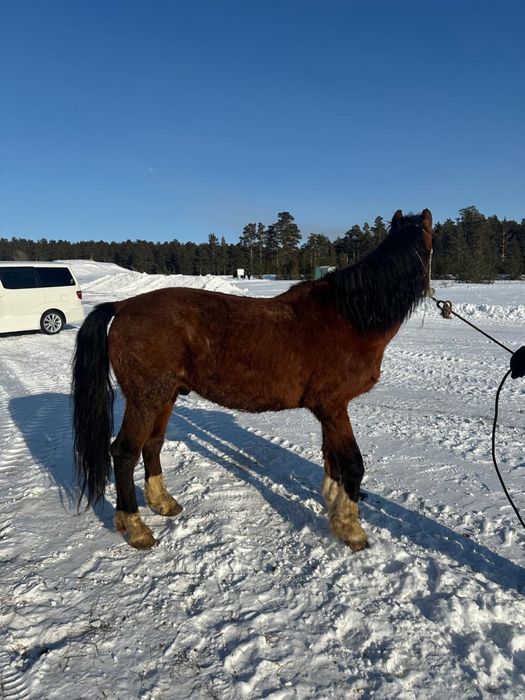 Продам коня полносью обучен