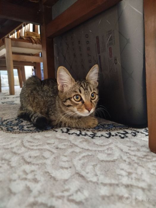 Кот,  8 месяц, чистый, без блохи, Застенчивый  по натуре и послушный,
