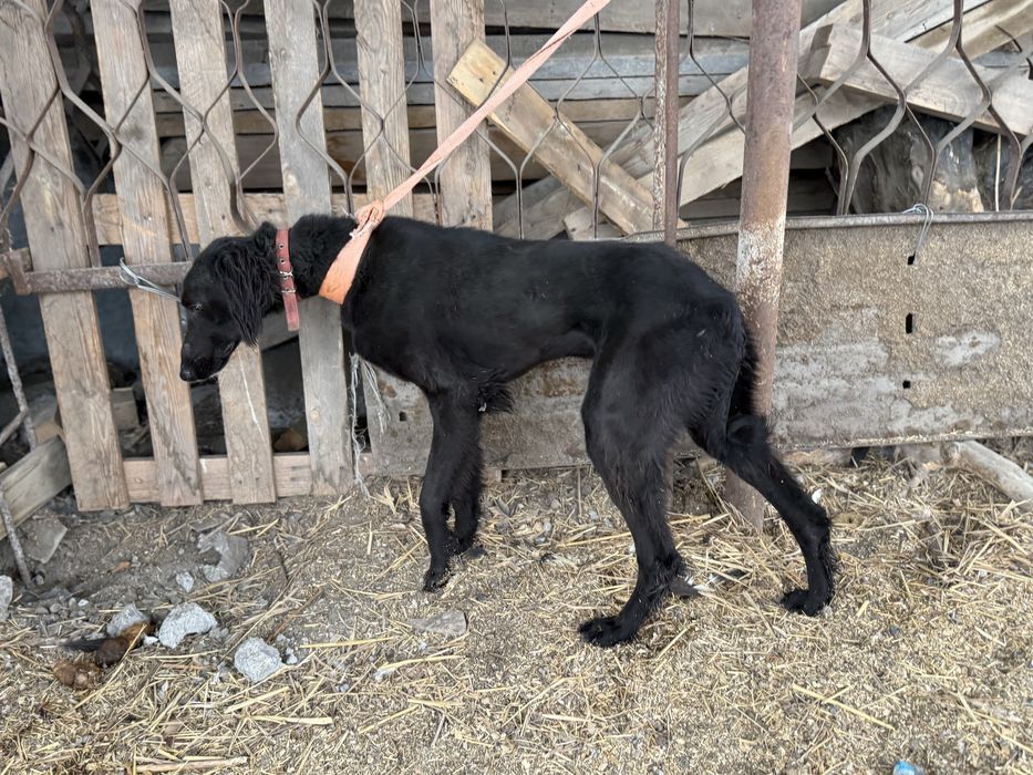 1.5 жасар тазы ауызданган