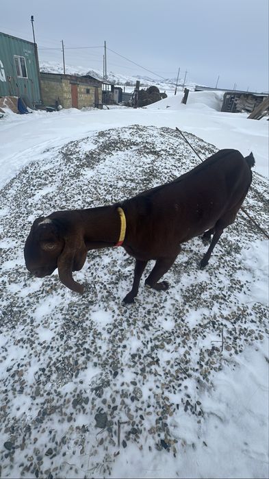 Козел нубиец 100% вязка