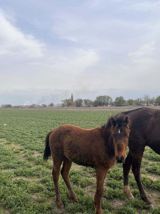 Продам кабыл, жеребят