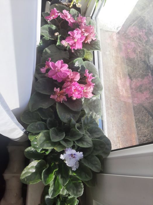 Продам фиалки сортовые