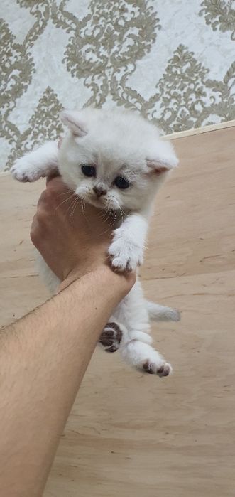 Britanskiy skotish strayd.