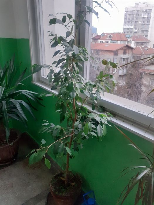 Цветя за офис и големи помещения