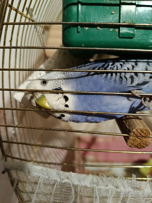 Попугайчики,Самец,самка +Клетка