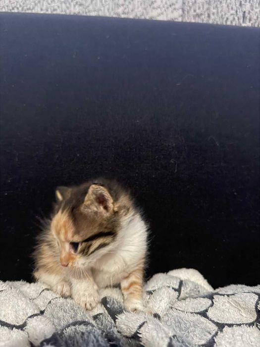 Подаряваме котенца