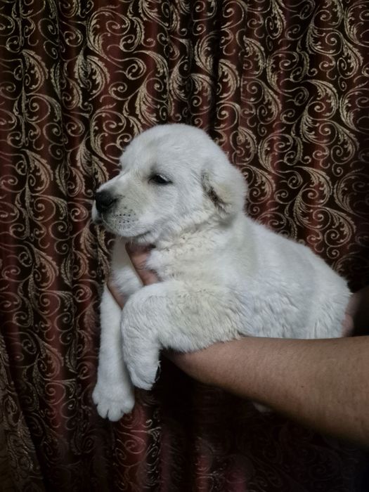 Щенок супер тяж боец