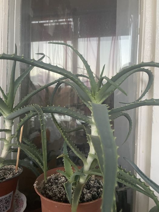 Алоэ древовидный(столетник)