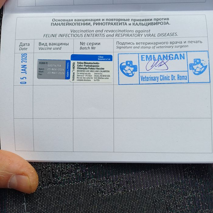 Skotsh fold  5 oylik mushuk tezda arzonga sotiladi