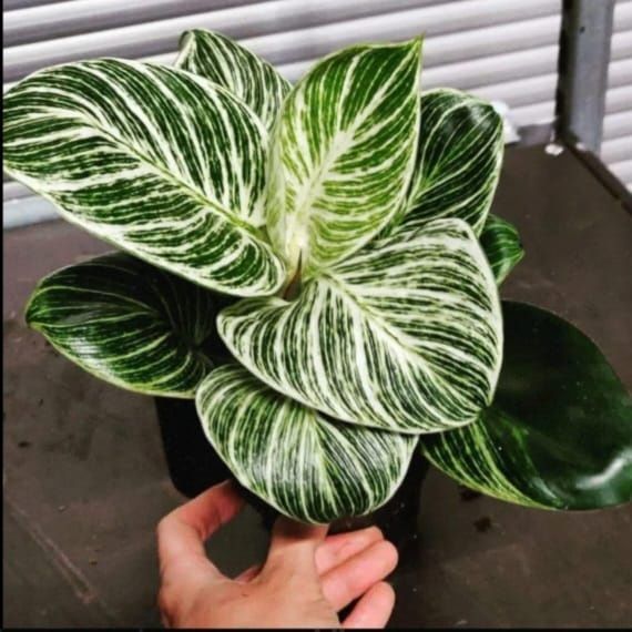 Продам комнатные цветы