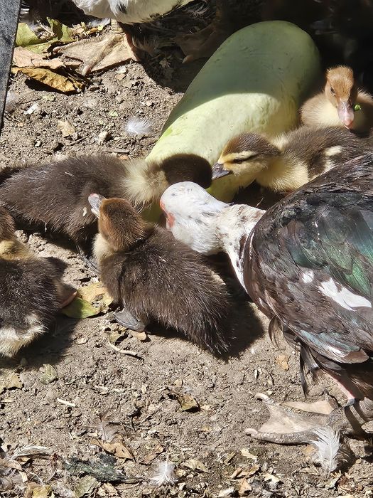 De vinzare rățuște mute,cu s.au fara rața  mama,10 ron buc