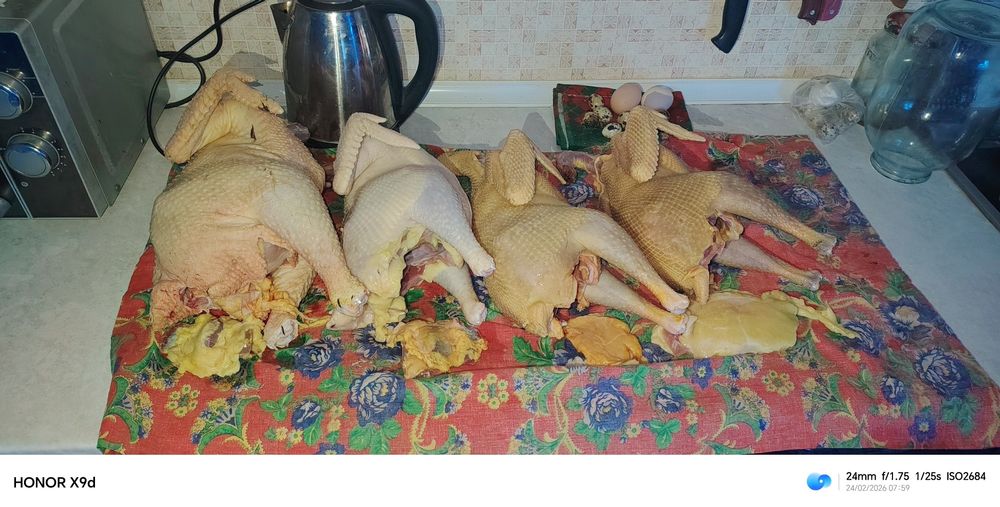 Хонаки товук хурозлар