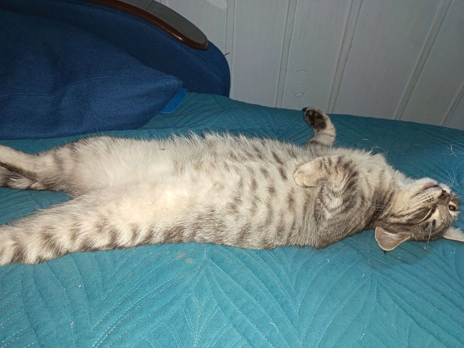 Отдам даром Котик и Кошка
