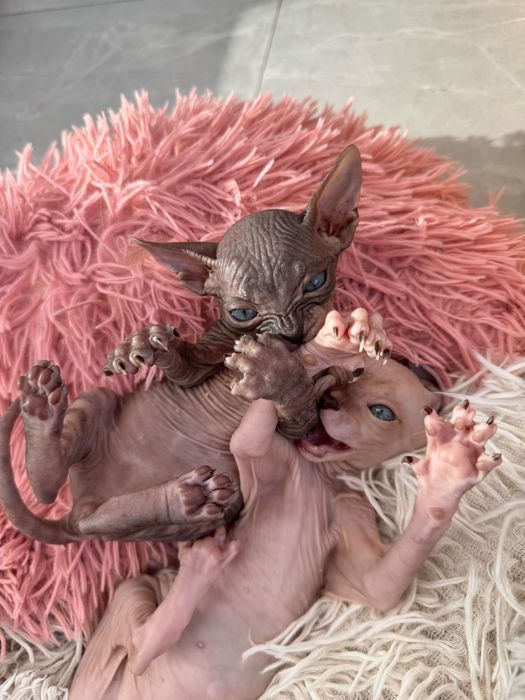 продам котят породы сфинкс