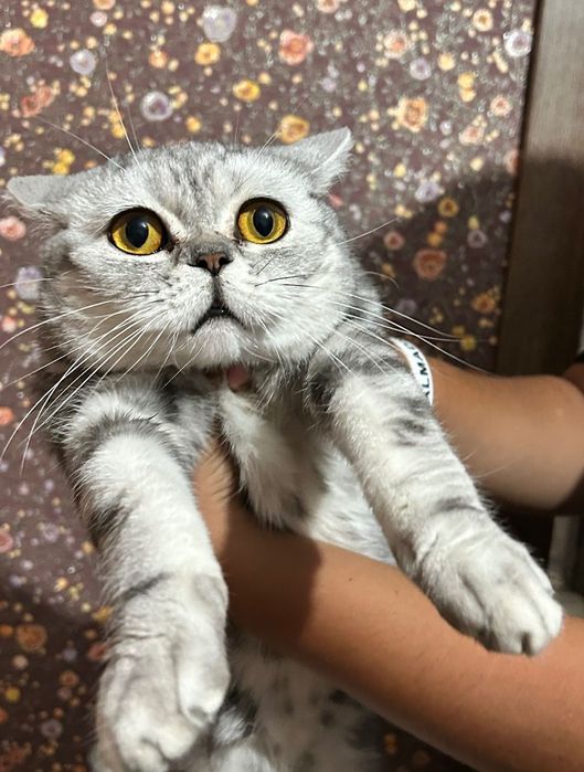 Кошка с документами