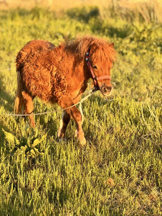 МИНИ ПОНИ ЧЕРВЕНО