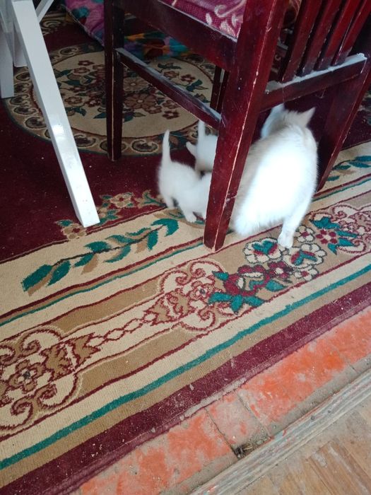 Мысық тегін берем маргау